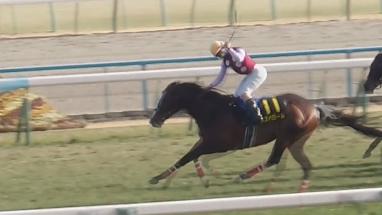 【洛陽ステークス】スズハロームが直線一気の差し切り！サトノダイヤモンド初年度産駒が完全復活で藤懸騎手ガッツポーズ！