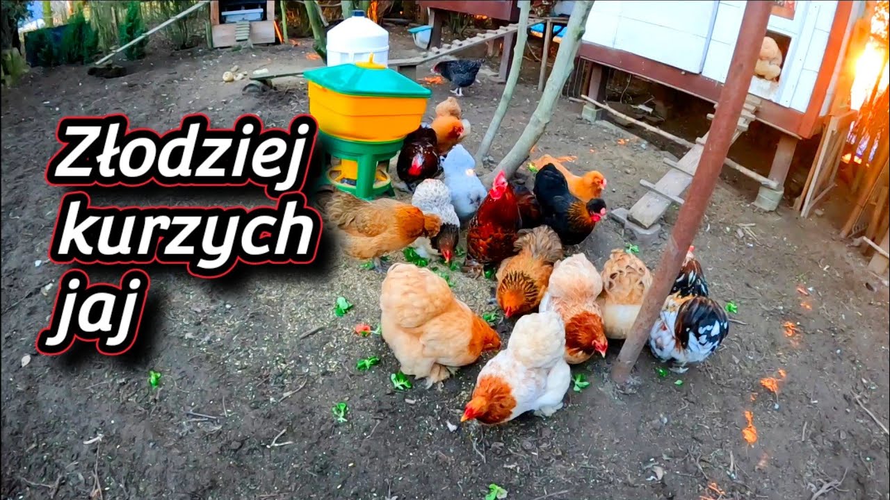 #chicken 🐓🐤🐓 Złodziej kurzych jaj. Kto kradnie jajka z kurnika? 🥚🥚🥚