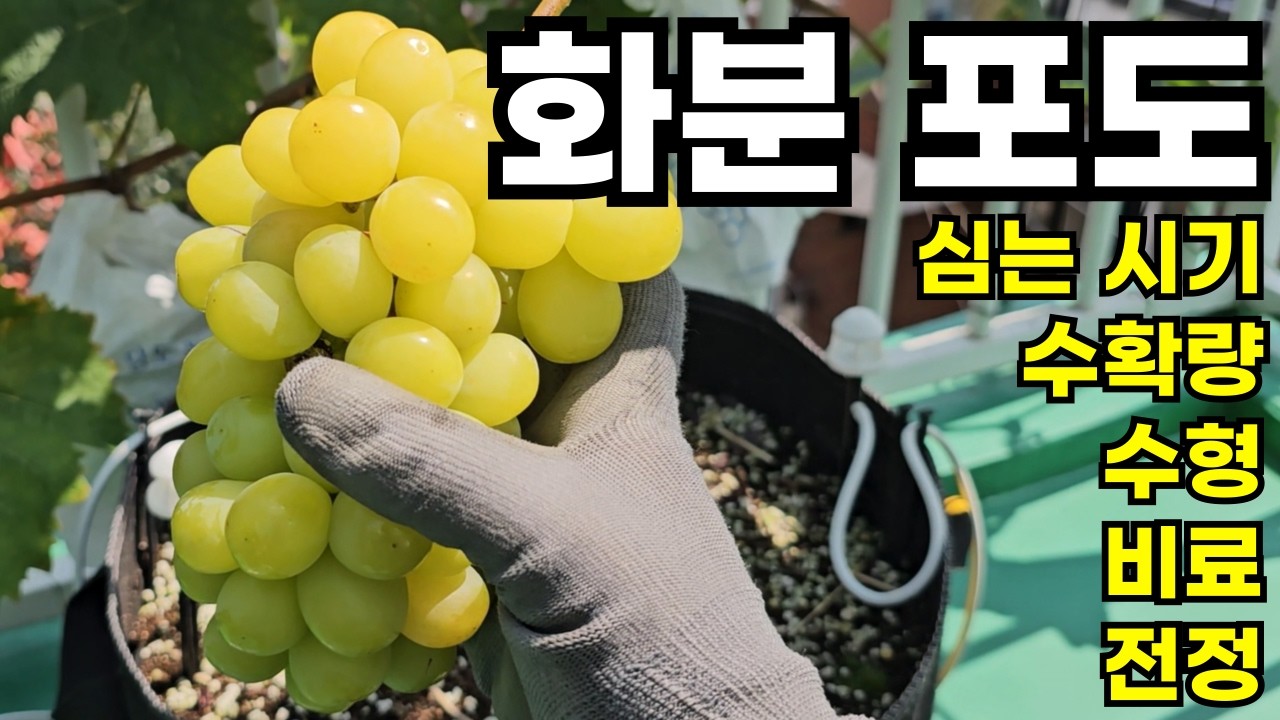 취미로 포도 키우기 1년차 완벽 가이드 [종합본]