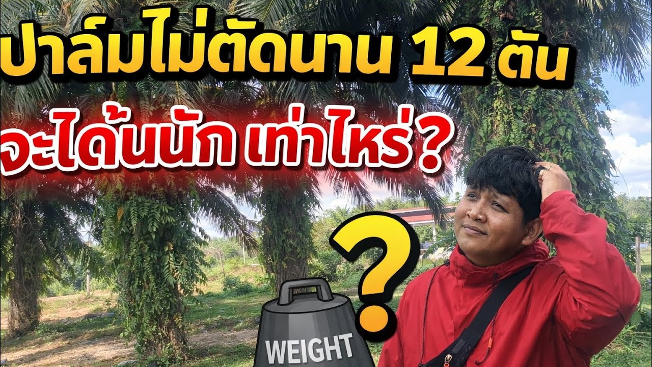 ปาล์มไม่ตัดนาน 12 ต้น ได้กี่กิโล? 