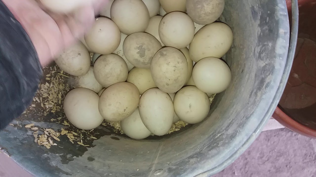 O'RDAK TUXUM.   УТИНЫЕ ЯЙЦА