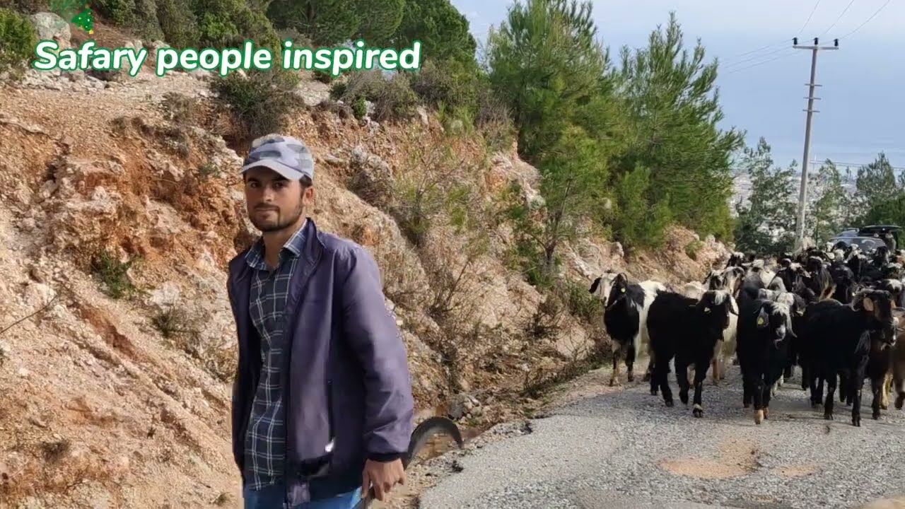 Nomadic lifestyle in Turkey - safari مراعي تركيا