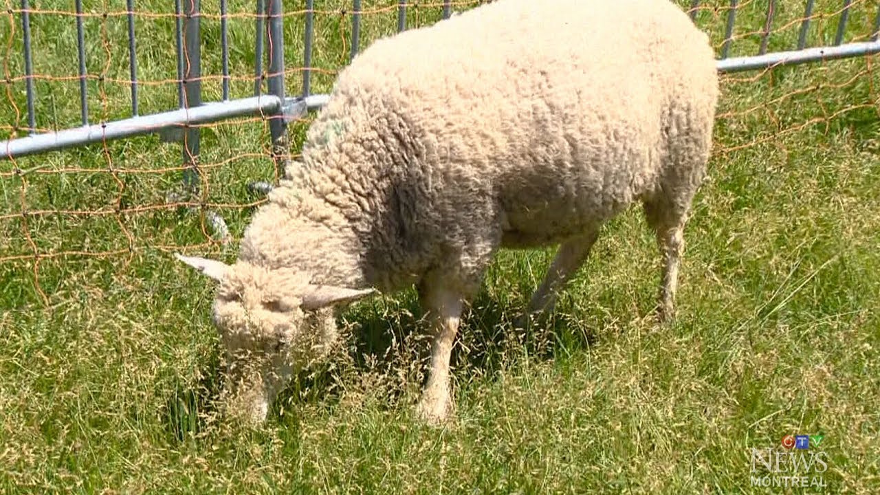 City sheep: Project to get sheep in Montreal parks
