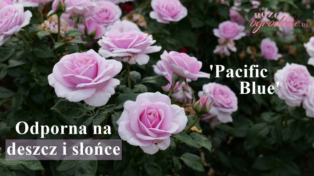 'Pacific Blue' - mocno pachnąca r&oacute;ża o pięknych dużych kwiatach.