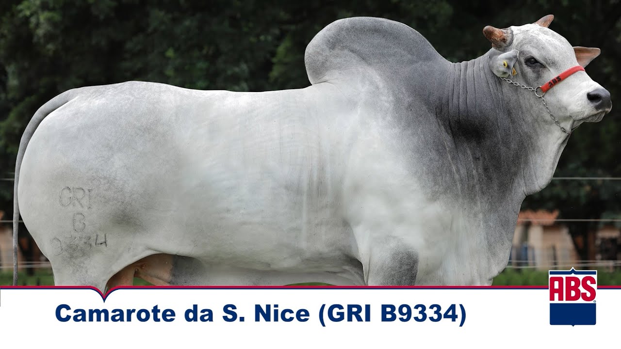 CAMAROTE DA S.NICE (GRI B9334) - Touro Nelore ABS