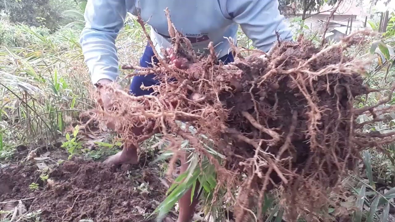 panen jahe merah hasil memuaskan