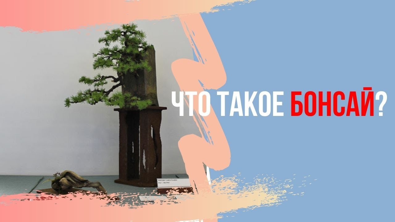 Узнай Правду о Бонсай: Миниатюрные Деревья и Уроки Бонсай! History of Bonsai