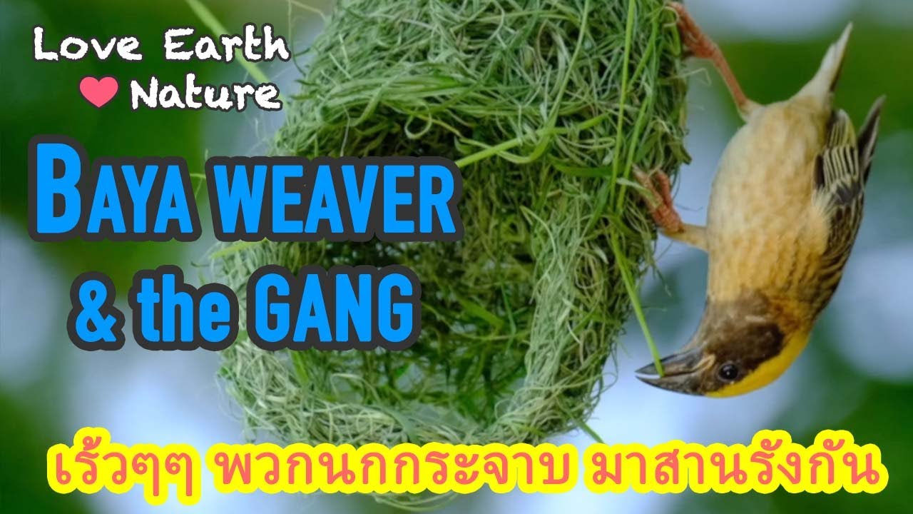 Baya Weaver Architects! Watch Them Build Amazing Nests | Nature Documentary