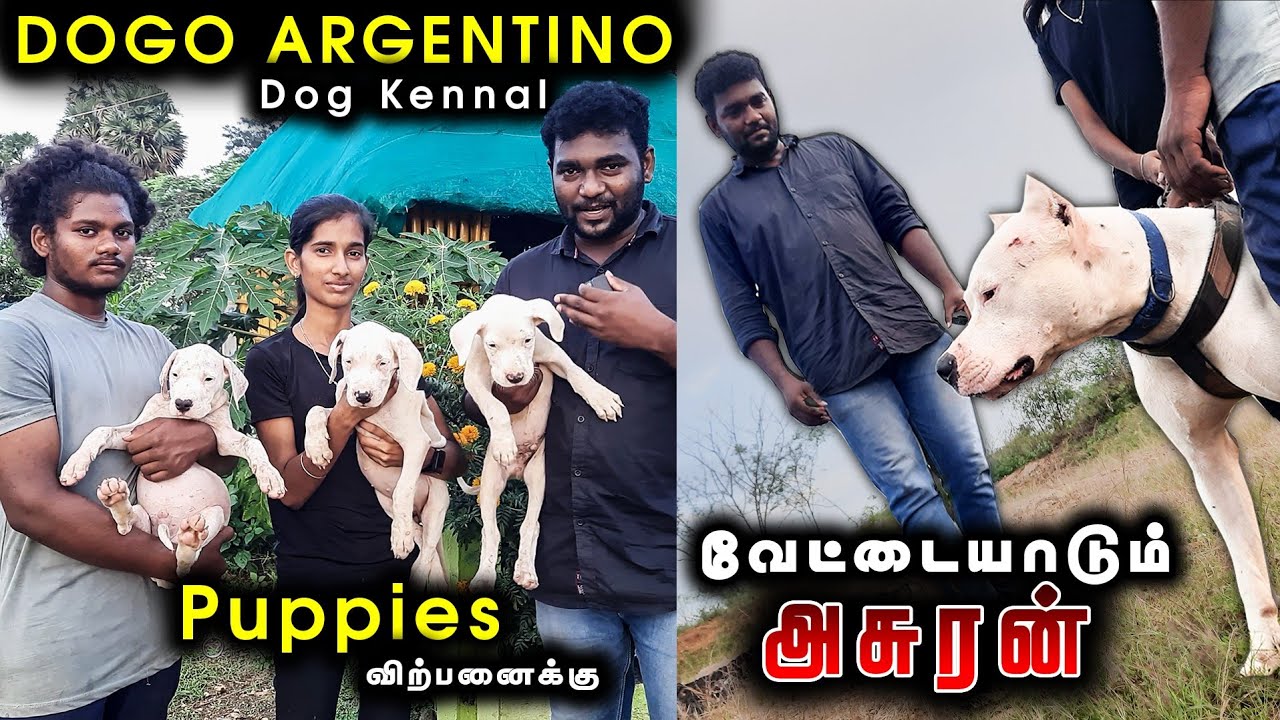 பத்து இனத்து நாய்களின் கலவை இவன் | Dogo Argentino - Puppies For Sales | Delivery Available