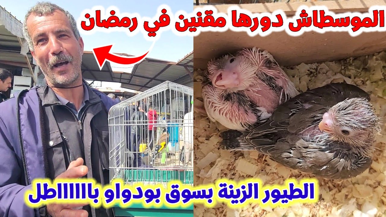 جولة بسوق بودواو لبيع جميع أنواع الطيور : الموسطاش شبح السوق و الطيور الزينة ريح عاقل يعطوك واحد 🤔!؟