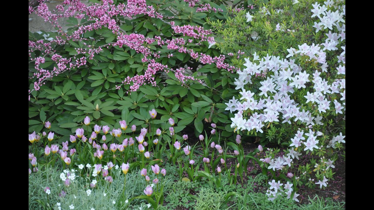 A Quiet May Morning Walk in the Walled Garden