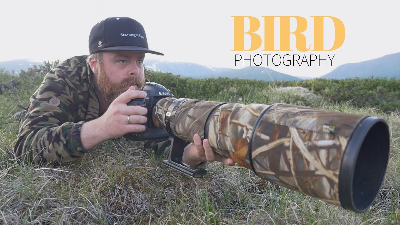 WOW, WHAT A MOMENT || BIRD PHOTOGRAPHY in the mountain - golden plover, nikon d4s