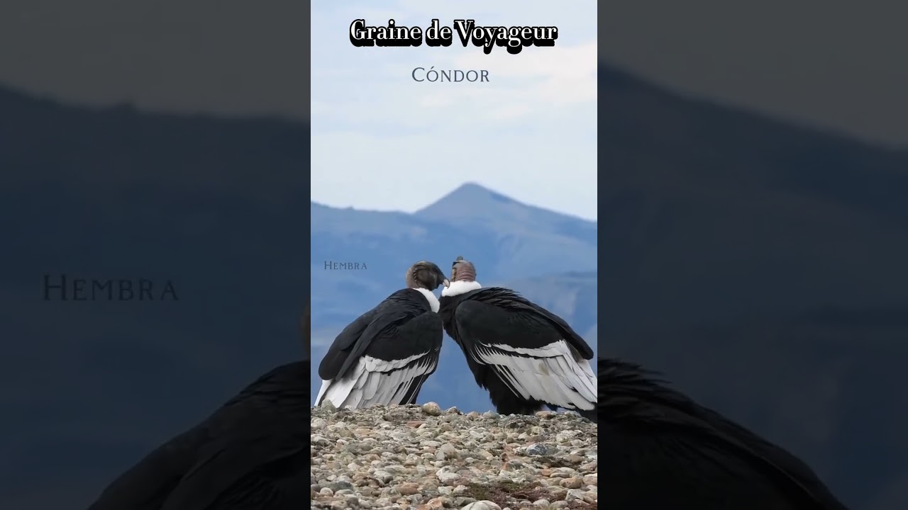 Le condor des Andes du P&eacute;rou | Graine de Voyageur