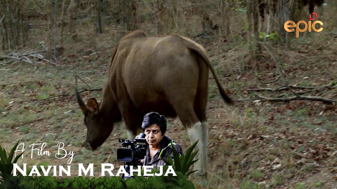 A Jewel Called Kanha  - A film by Navin M Raheja