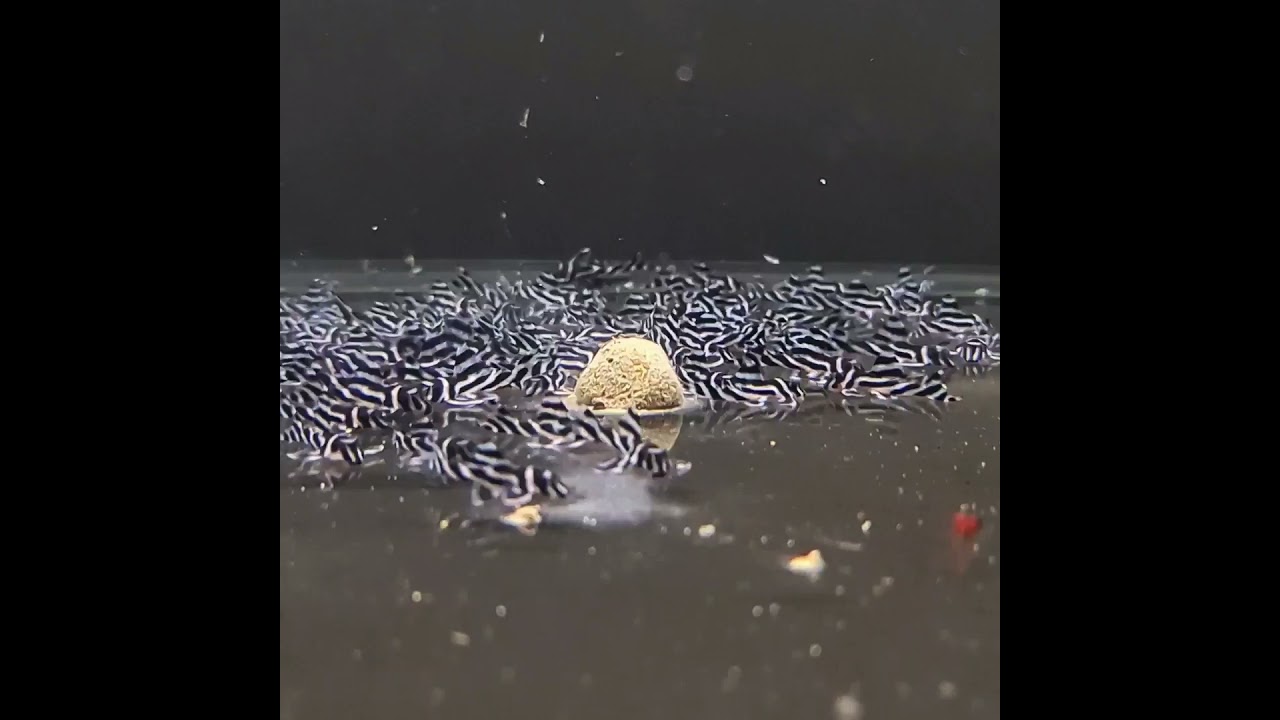 500 x L46 at Aquarium-Dietzenbach