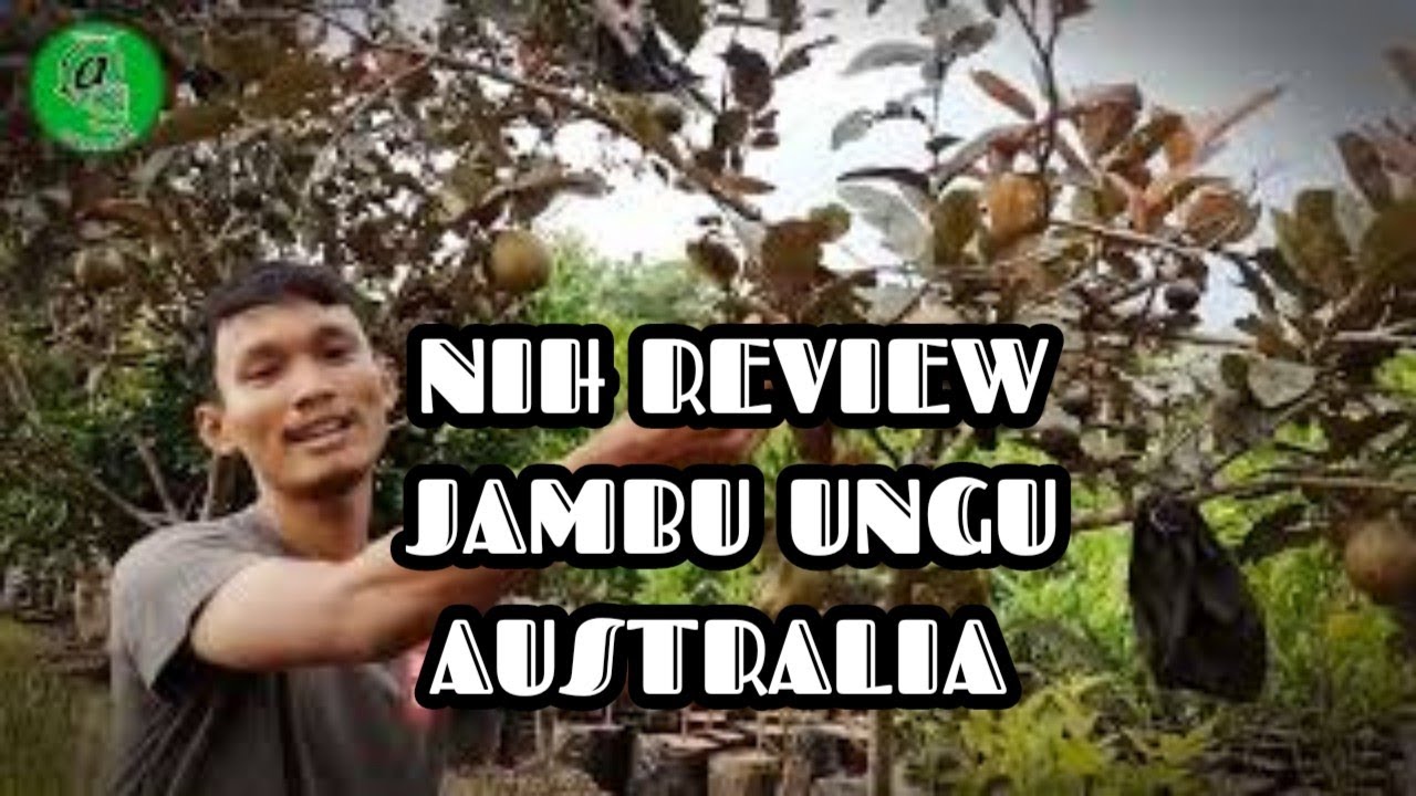 Jambu Ungu Australia