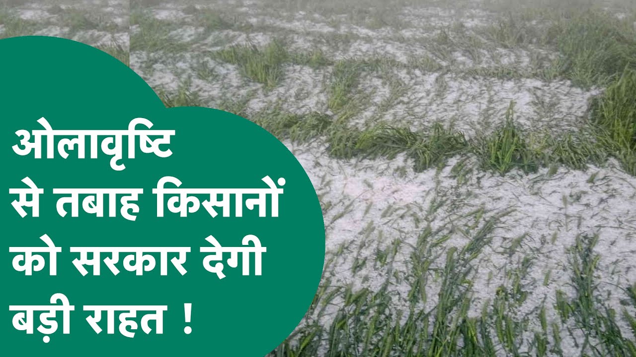 MP Weather: MP में ओलावृष्टि से बर्बाद किसानों के लिए सराकार देगी राहत, किसानों को मुआवजा मिलेगा ?