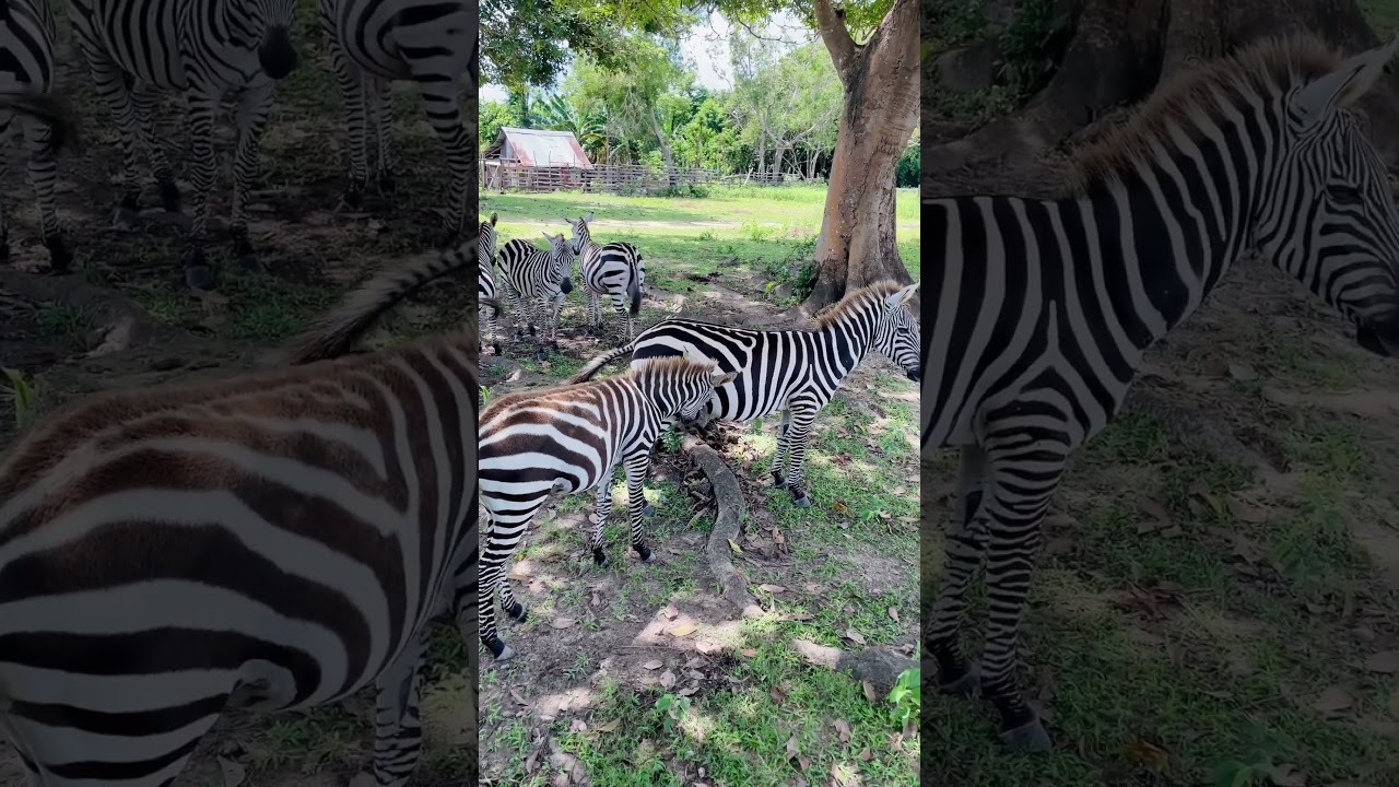 Caught in 4k, a zebra peeing!!! The last letter of the alphabet hahaha #animals #nature #travel