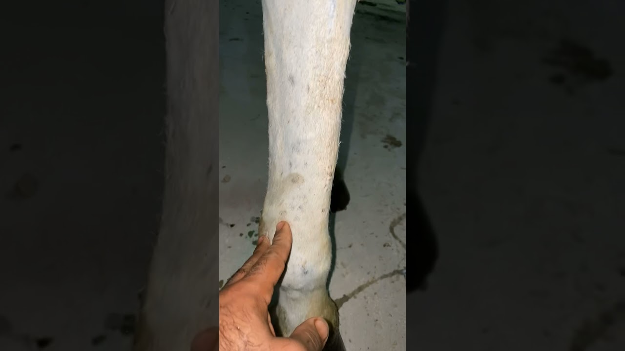 ابو عبدالكريم
