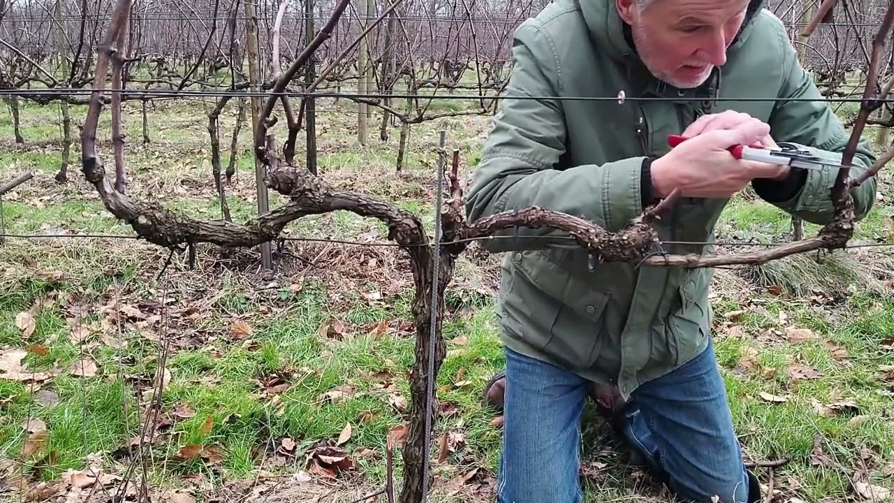 Zachte snoei - dubbel Corcon #zachtesnoei #pruning #snoeien #poda