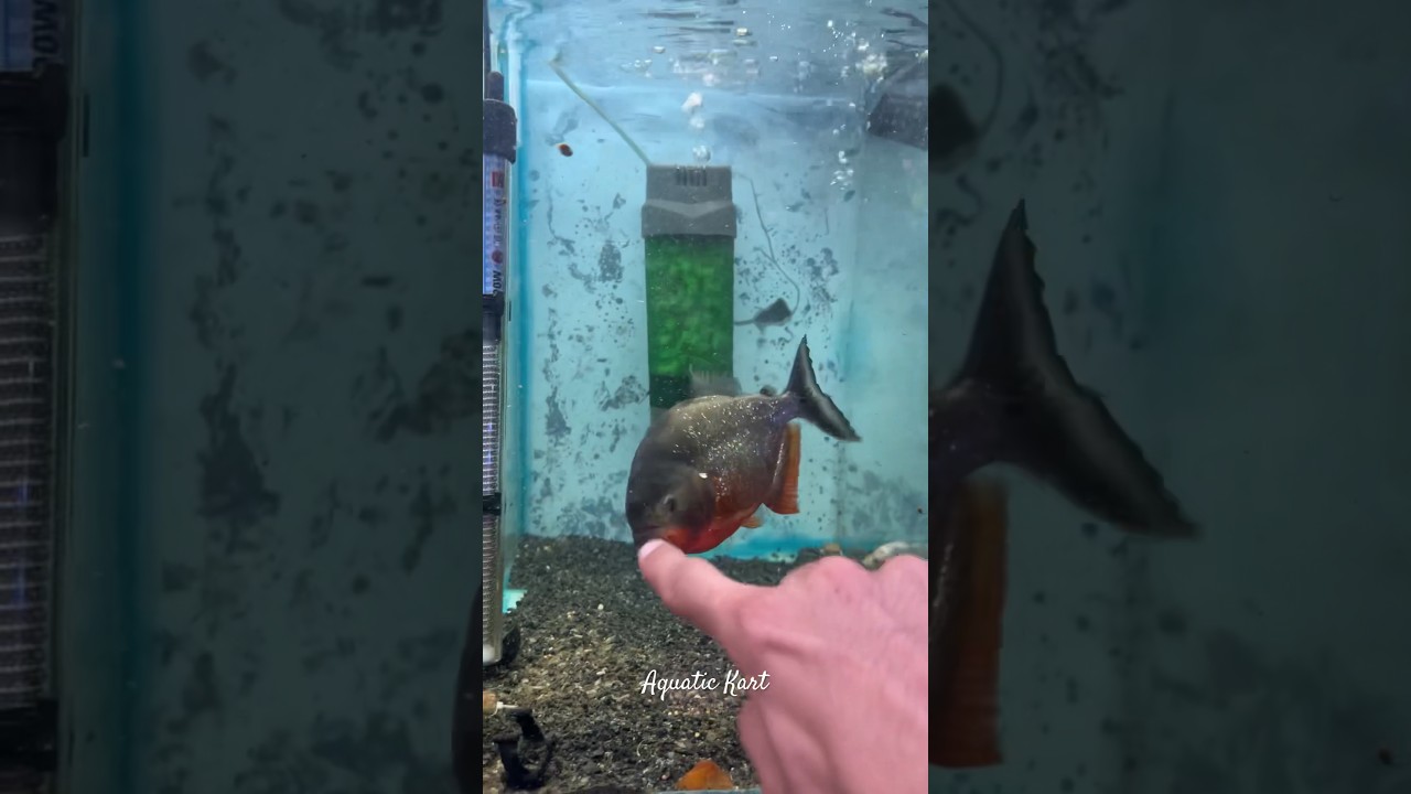Red belly piranha bite ! #redbellypiranha #piranha #fish #aquarium #fishfeeding #aquariumfish