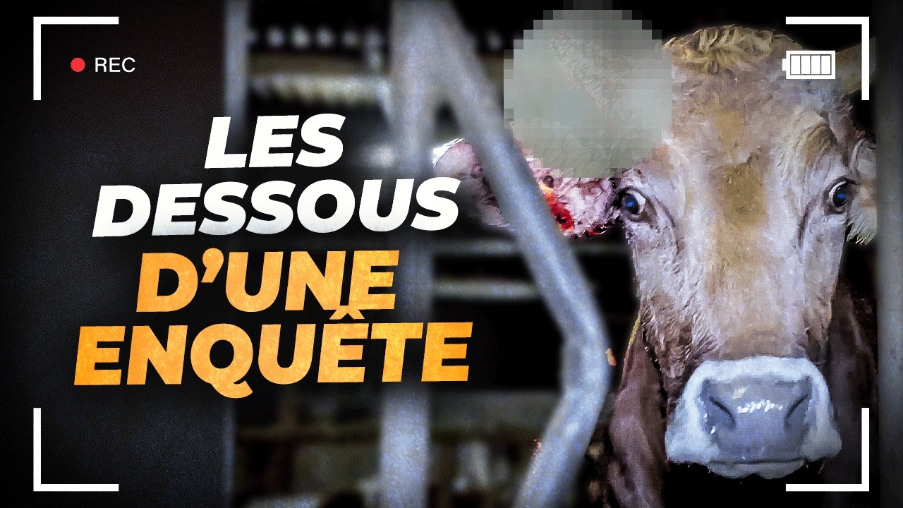 Maltraitance dans un &eacute;levage : les coulisses d&rsquo;une enqu&ecirc;te (complexe !)