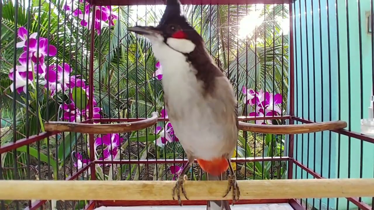Chào mào hót sáng không cần kích