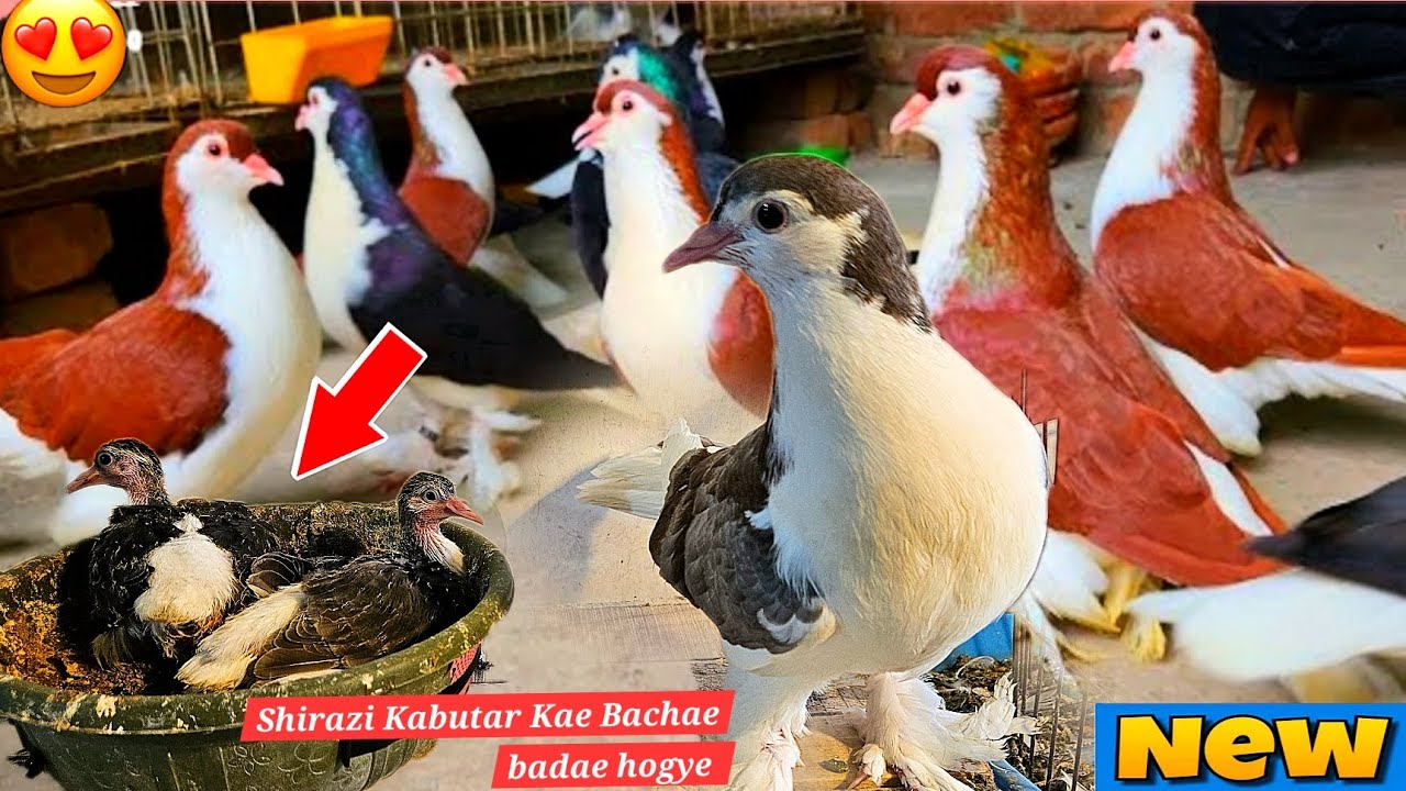 Finally Shirazi kabutar kae Baby Bach gye. Fancy pigeon Breeding Progress 💀😍 
