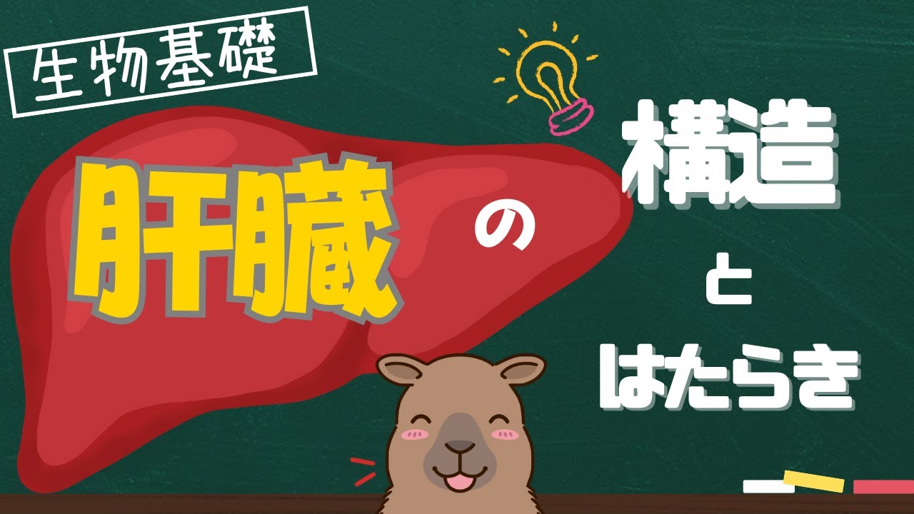 【生物基礎】肝臓の構造とはたらき！重要ポイントを一挙解説！