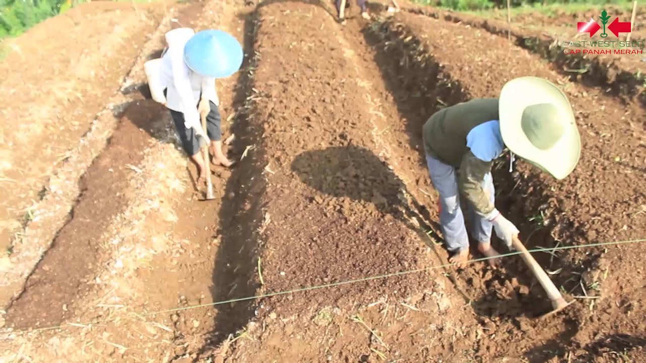 TUTORIAL KANGKUNG