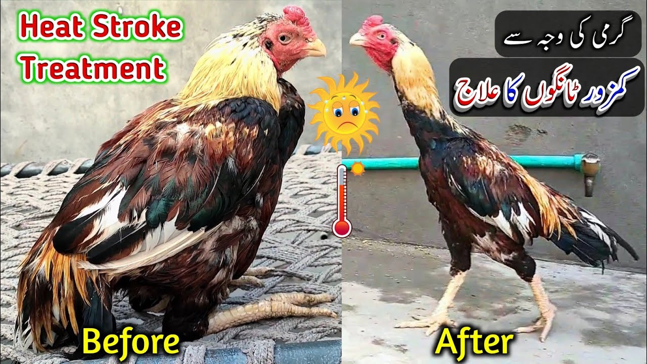 Aseel Murga Ki Tango Ki Kamzori Ka Ilaj - Heat Stroke In Chickens Treatment by HC Aseels