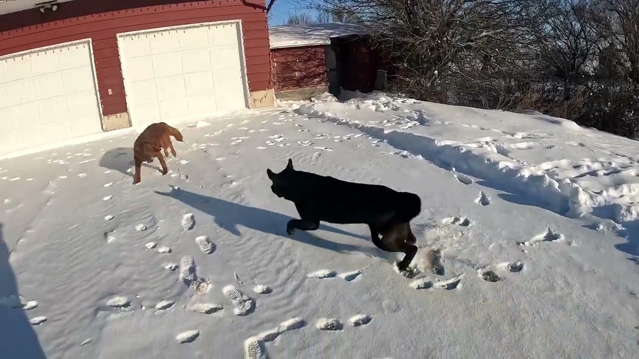 Er hat die Fräse zerstört & Hunde spielen im Schnee - UHiK #458