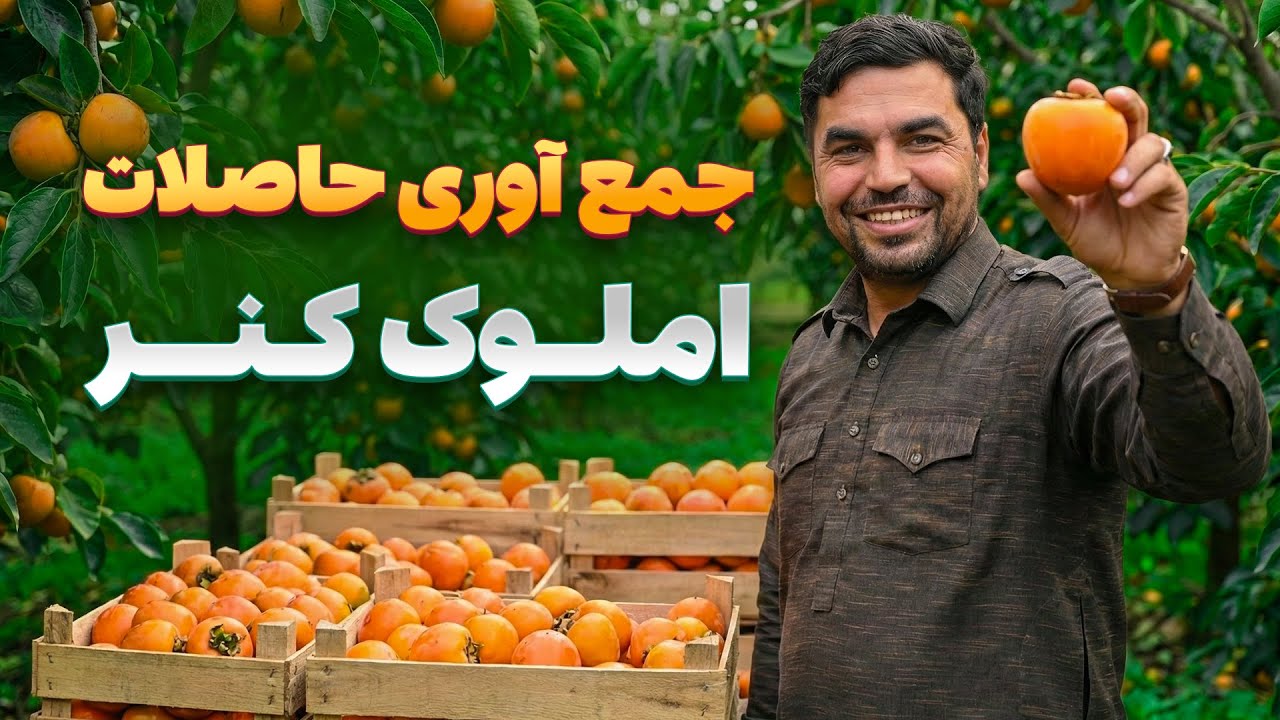 افغان سین - املوک با کیفیت کنر افغانستان را از میوه پاکستان بی نیاز کرده است