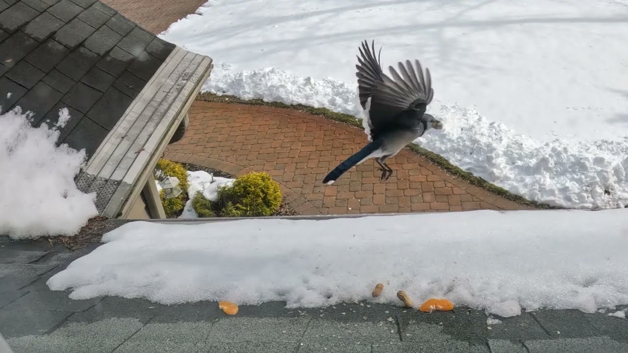 BirdCam February 2026