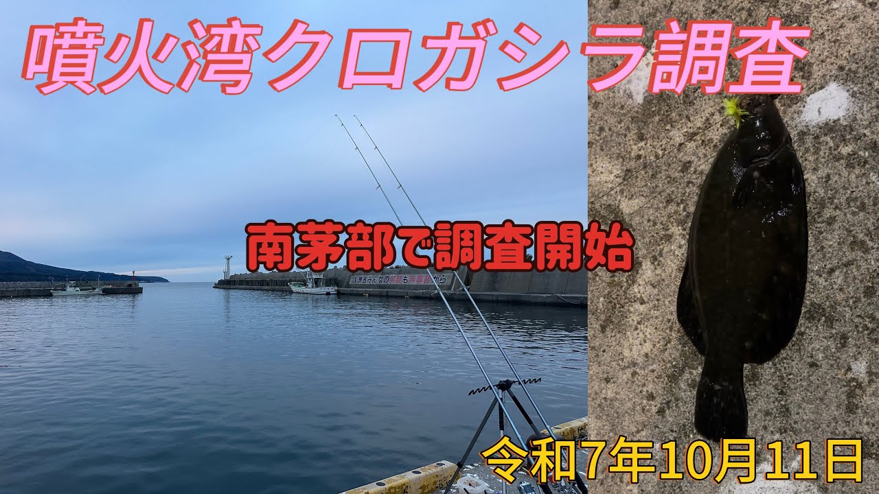 噴火湾クロガシラ調査