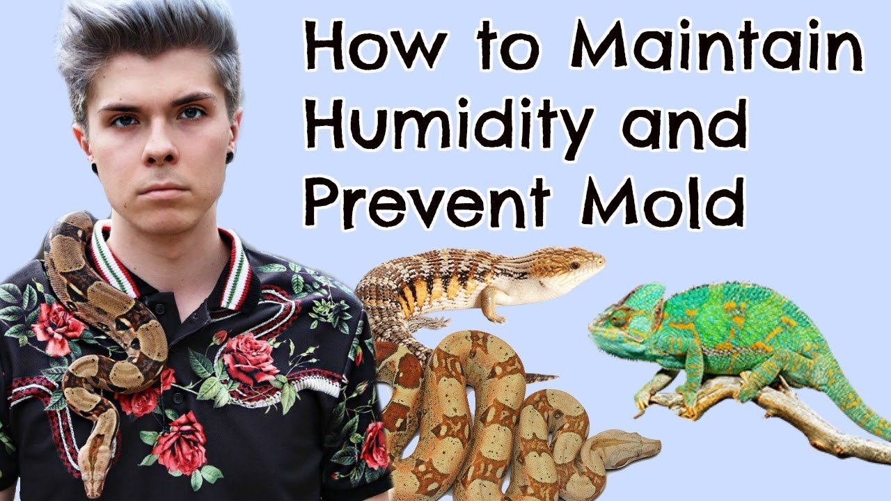 How to Maintain Humidity in Reptile Enclosures! (and preventing mold)