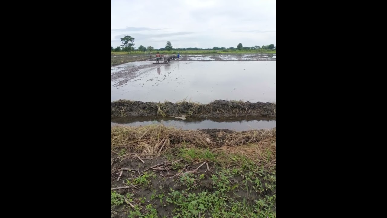 rice transplanting by mang estong.