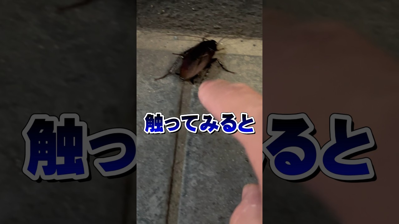 ゴキブリは絶対に触らないでください！！！ #animal #pets