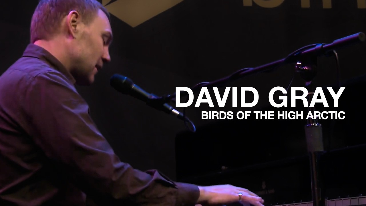 DAVID GRAY - Birds Of The High Arctic (Live)
