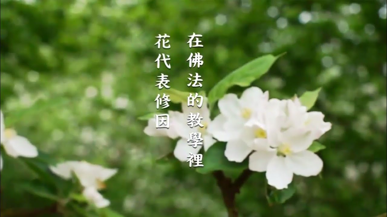 供具的表法 供花篇 (花代表什麼？花代表因)