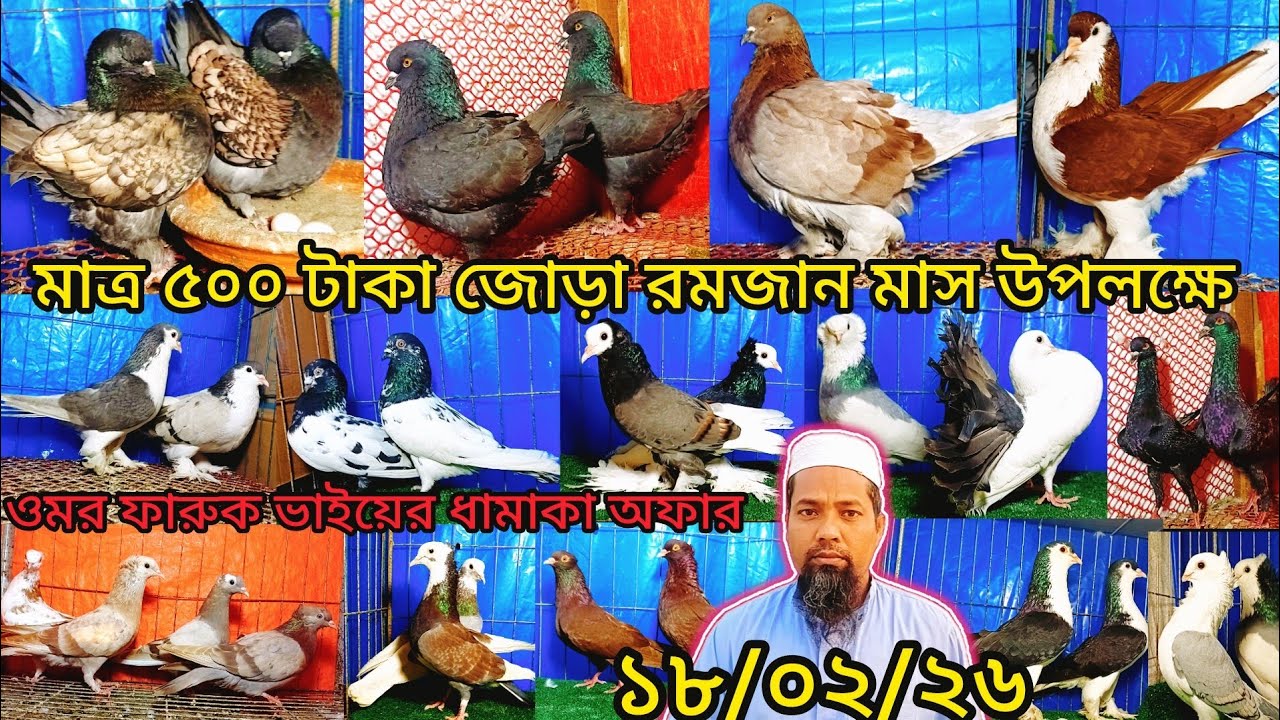 মাত্র ৫০০ টাকা জোড়া রমজান মাস উপলক্ষে ধামাকা অফার | pigeon video | কবুতর |