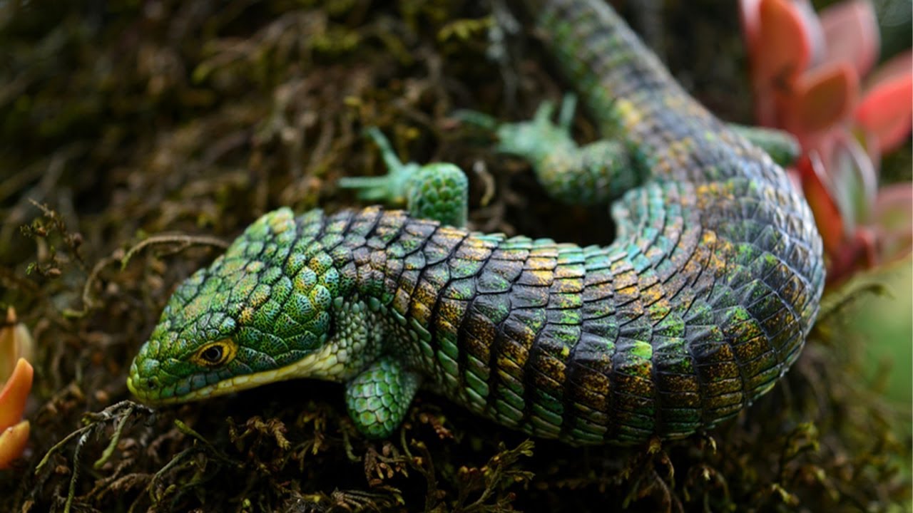 이번에는 남미 용도마뱀을 데려왔습니다!!  /South America realistic dragon abronia graminea