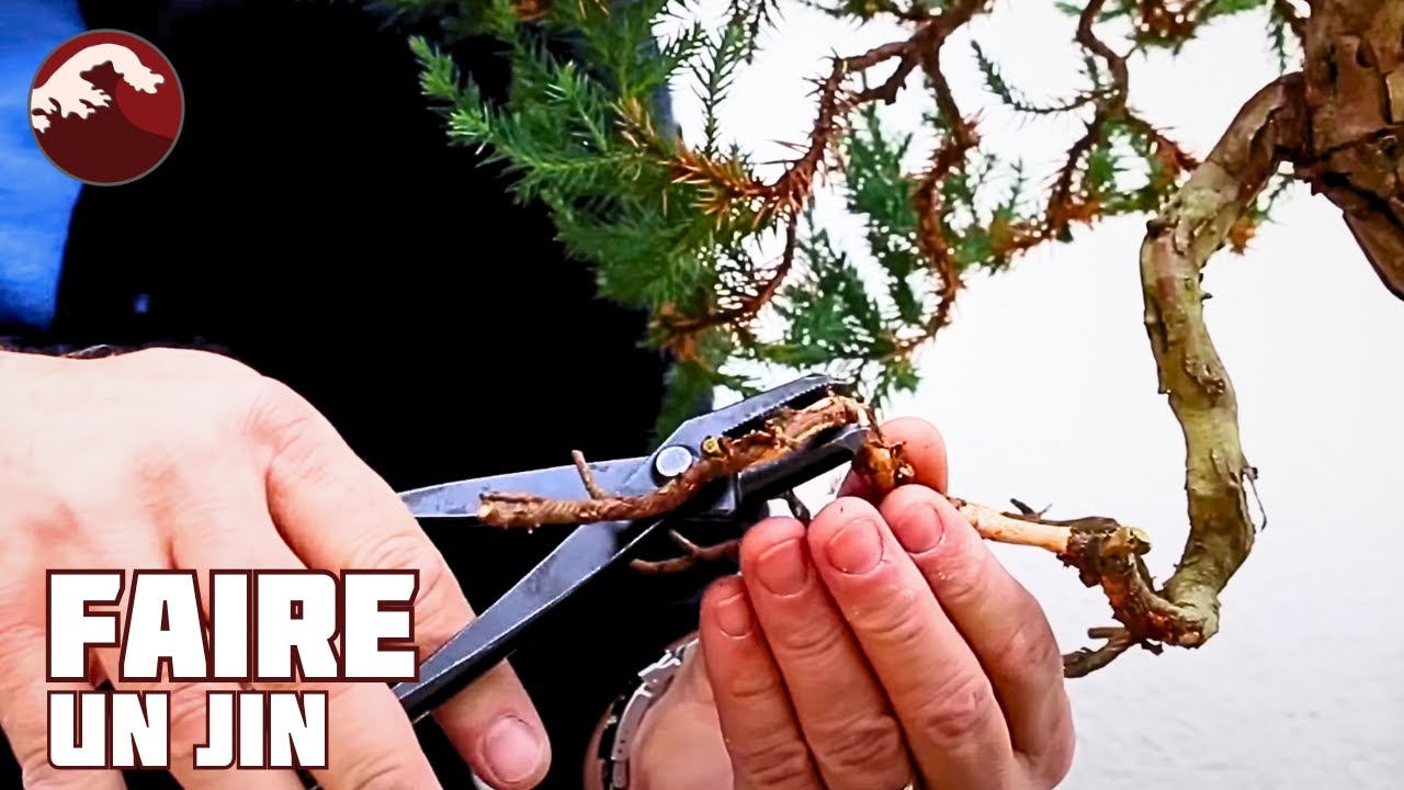 COMMENT FAIRE UN JIN ? 🌱 NEJIKAN BONSAI 🌱