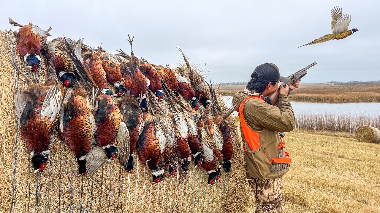 3 Days Pheasant Hunting in South Dakota! (CATCH CLEAN COOK)