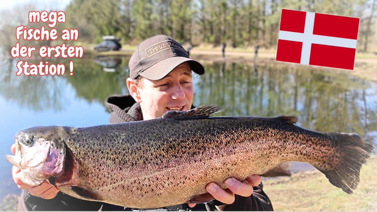 Forellenangeln in Dänemark 🇩🇰 2025 Gummiköder Lachsforellen Ultralight Angeln Rodekro Fiskepark
