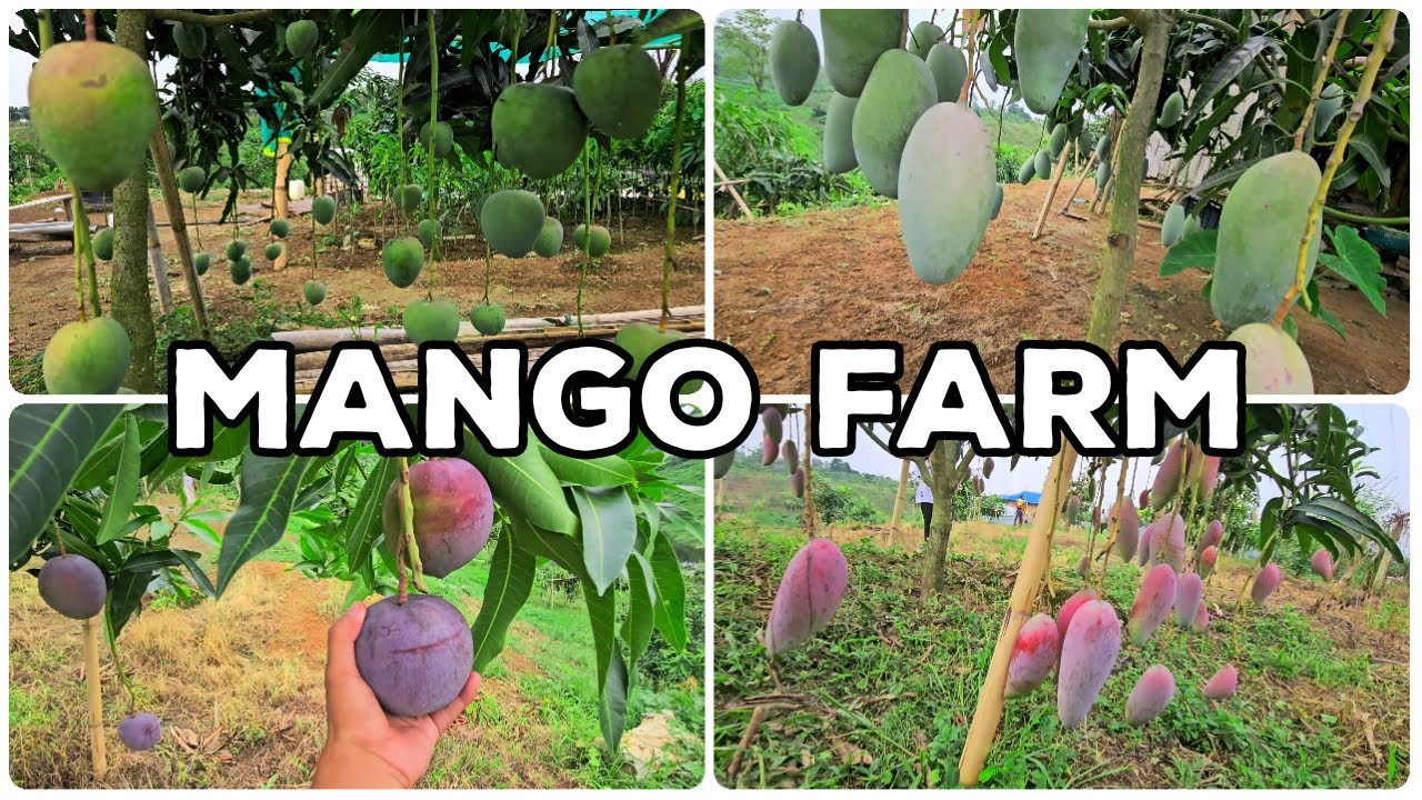 Visiting MANGO ORCHARD near NARIKEL KUNJA || DUMBOOR || GANDACHERRA ( GANDA TWISA)
