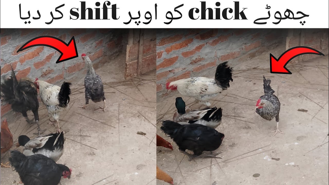 Finally Aaj Maine Apne chotay chick 🐥 ko oper shift kar dia 😆😆😆😆