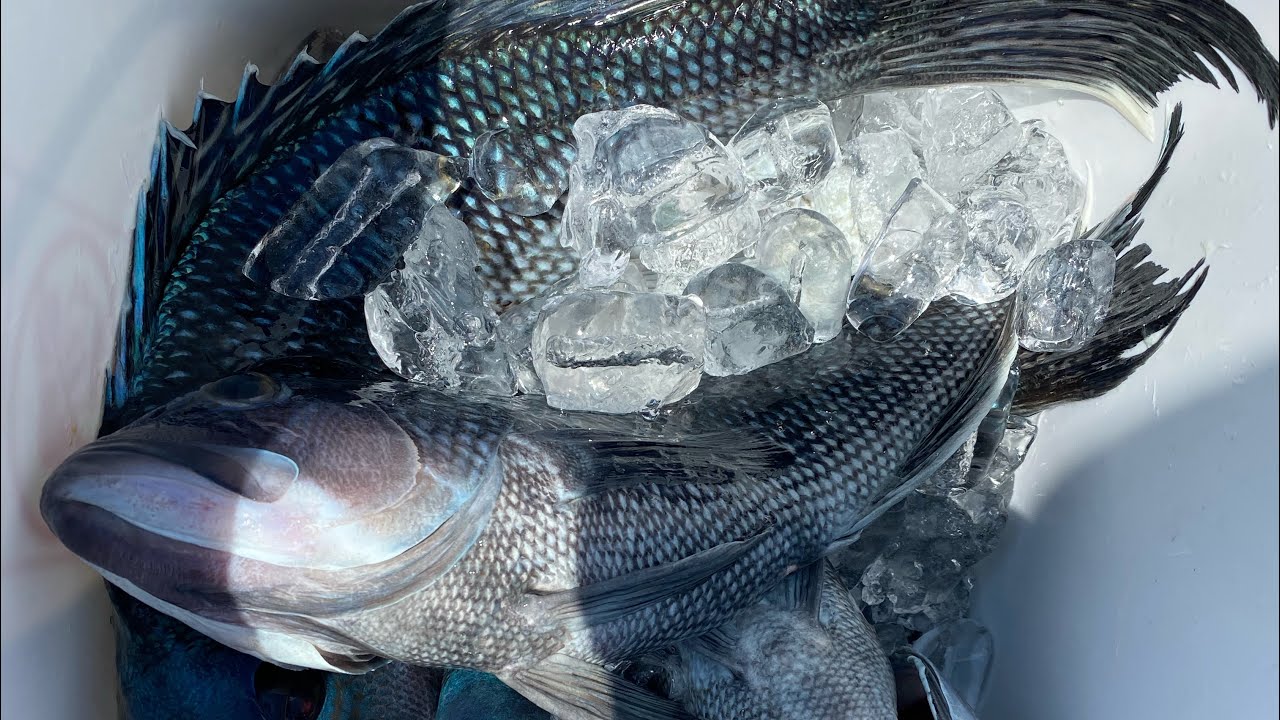 Deep Sea Headboat Fishing for Beginners: Angler Deep Sea Fishing (POV) Experience