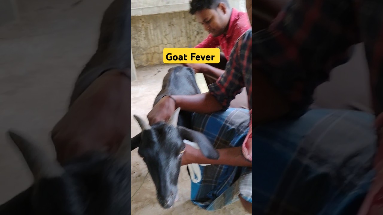 ❤️🔥 Goat fever treatment goat viral disease goat shorts #shorts #viralvideo #animals 🔥🎉