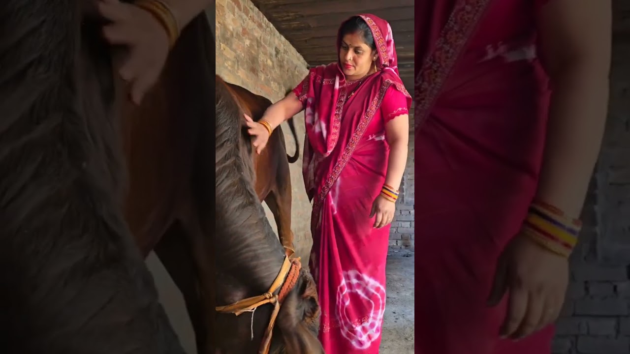  Real Village Life | Desi Cow Milking 8. Pure Desi Gaon Life | No Filter 9. Village Vlog |